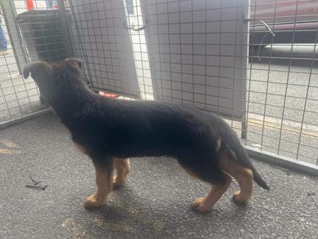 German Shepherd Dog for sale by AMBRISH