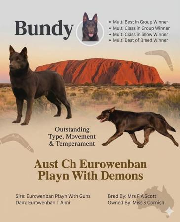 Australian Kelpie for sale by FLICKYCHICK