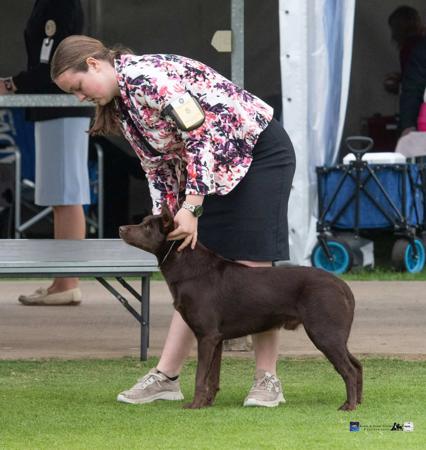 Australian Kelpie for sale by AMBRISH