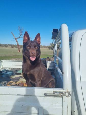 Australian Kelpie for sale by AMBRISH