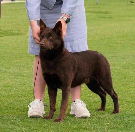 Australian Kelpie for sale by AMBRISH