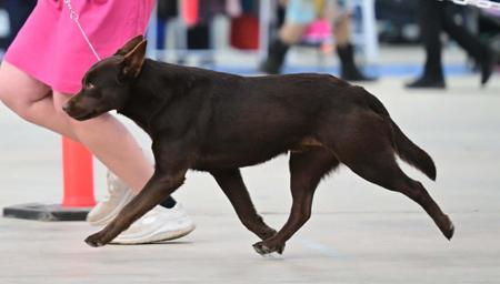 Australian Kelpie for sale by AMBRISH