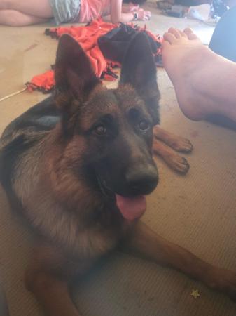 German Shepherd Dog for sale by AMBRISH