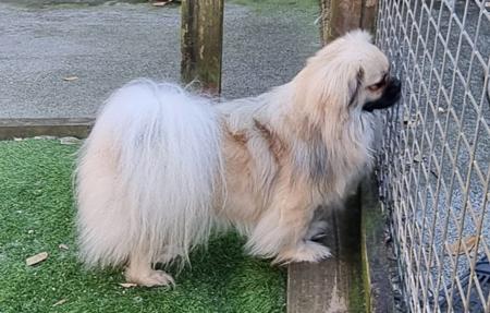Tibetan Spaniel for sale by ACACIAHILL