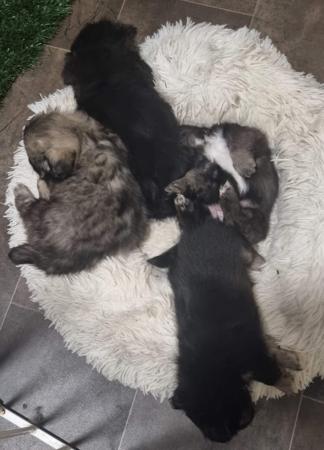 Tibetan Spaniel puppy for sale by ACACIAHILL