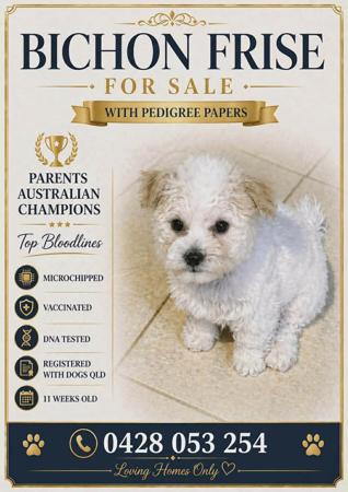 Bichon Frise puppy for sale by LEONARDO