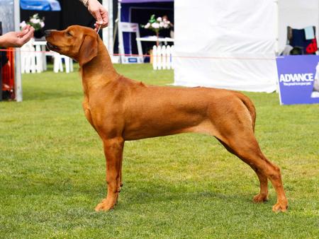 Rhodesian Ridgeback for sale by JASPRIDGE