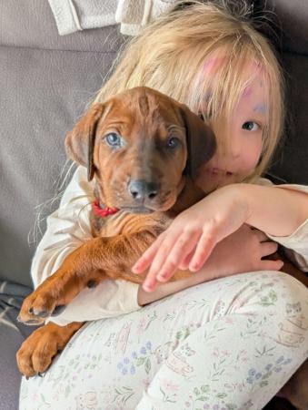 Rhodesian Ridgeback for sale by JASPRIDGE