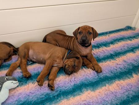 Rhodesian Ridgeback for sale by JASPRIDGE