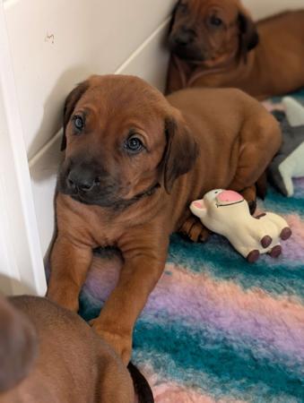 Rhodesian Ridgeback for sale by JASPRIDGE
