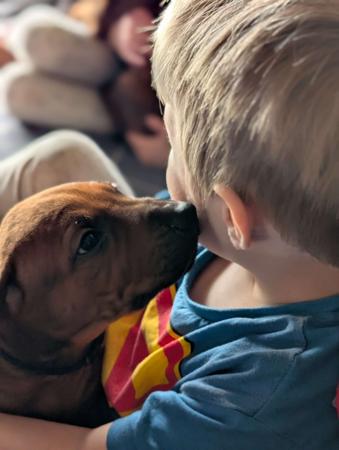 Rhodesian Ridgeback for sale by JASPRIDGE