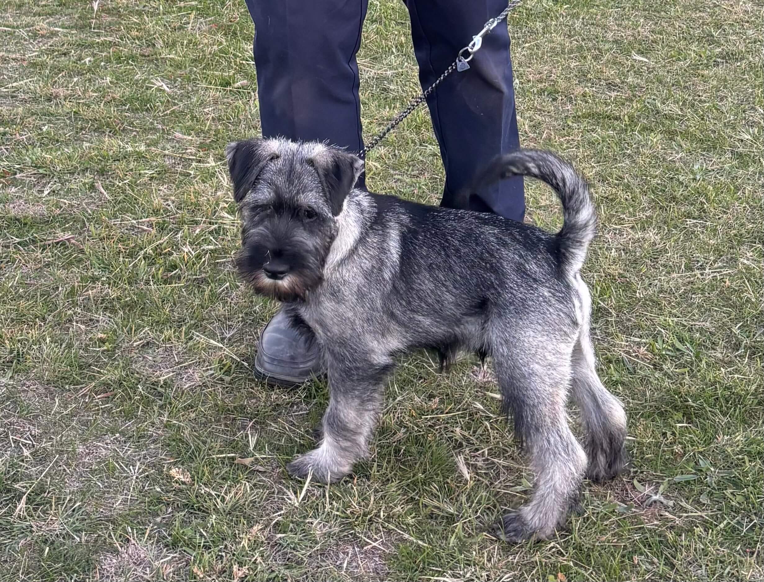 Ch. Raksha Rayners Reward Schnauzer - Owned by A. & M. Bridge