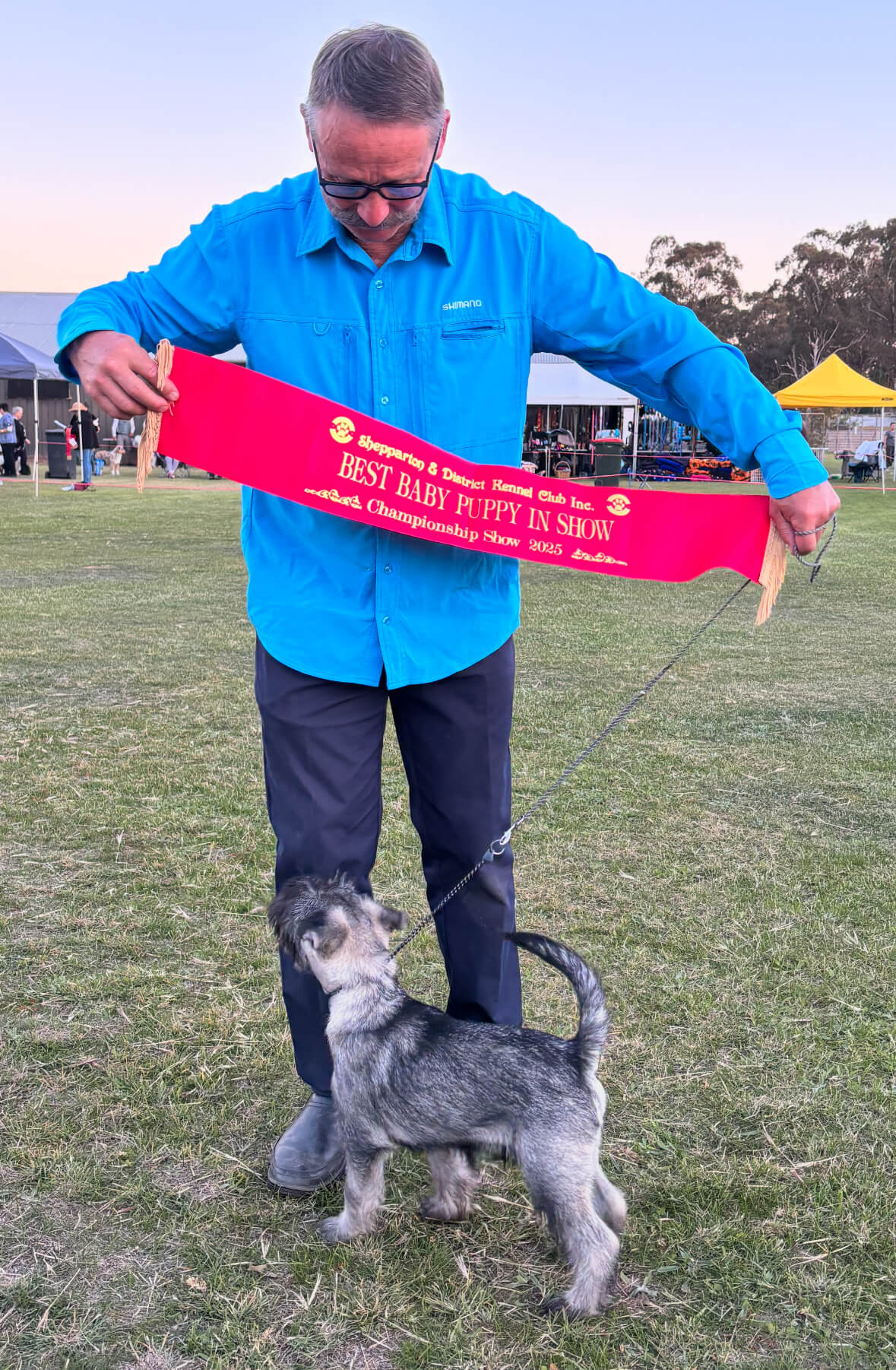 Ch. Raksha Rayners Reward Schnauzer - Owned by A. & M. Bridge