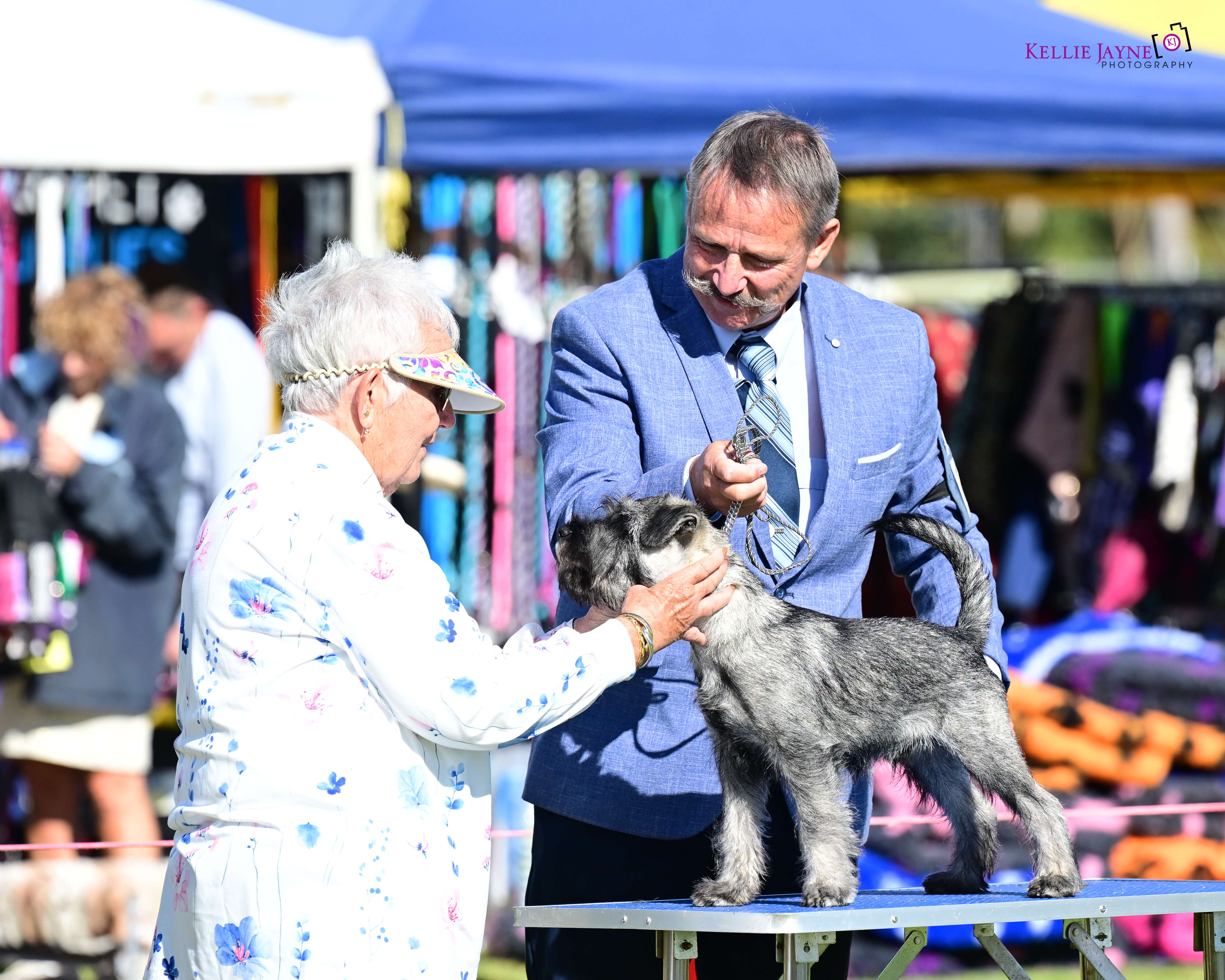 Ch. Raksha Rayners Reward Schnauzer - Owned by A. & M. Bridge