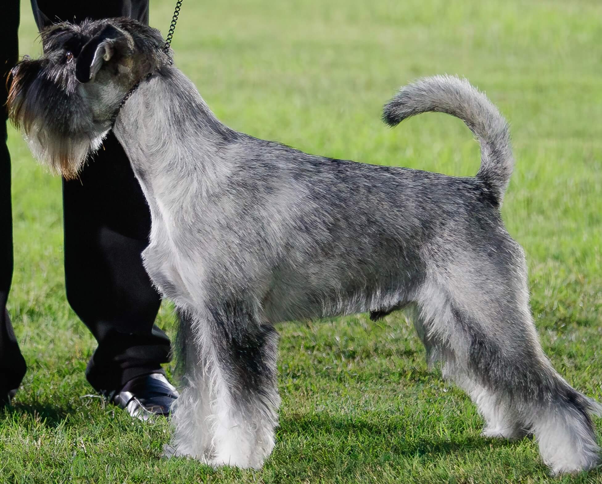 Ch. Raksha Rayners Reward Schnauzer - Owned by A. & M. Bridge