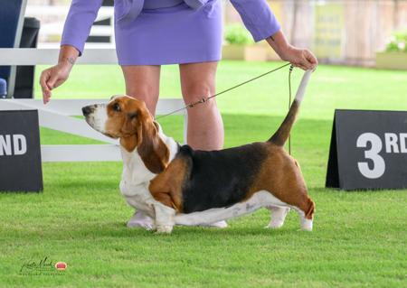 Basset Hound for sale by HOUNDSTOOTH7
