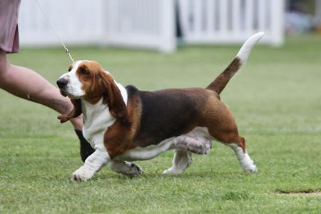 Basset Hound for sale by OSCARVALLEY