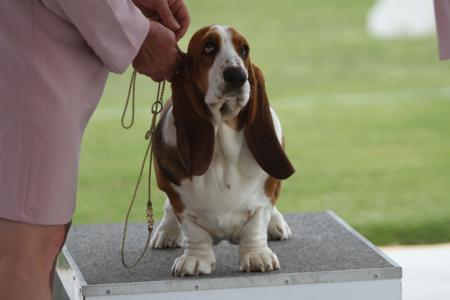 Basset Hound for sale by OSCARVALLEY
