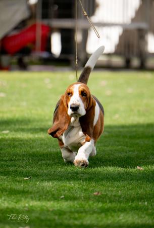 Basset Hound for sale by OSCARVALLEY