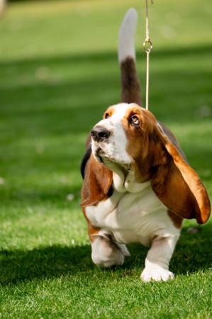 Basset Hound for sale by OSCARVALLEY