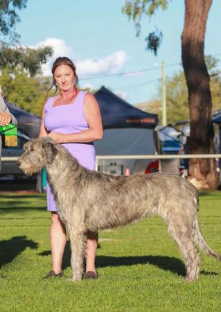 Irish Wolfhound for sale by OSCARVALLEY