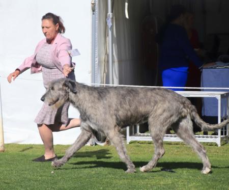 Irish Wolfhound for sale by OSCARVALLEY