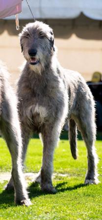 Irish Wolfhound for sale by OSCARVALLEY