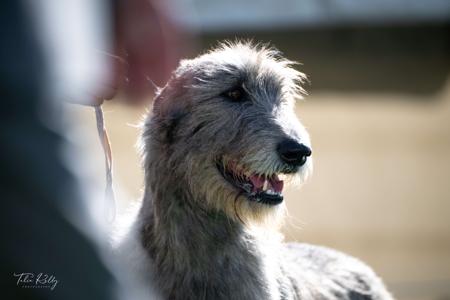Irish Wolfhound for sale by OSCARVALLEY