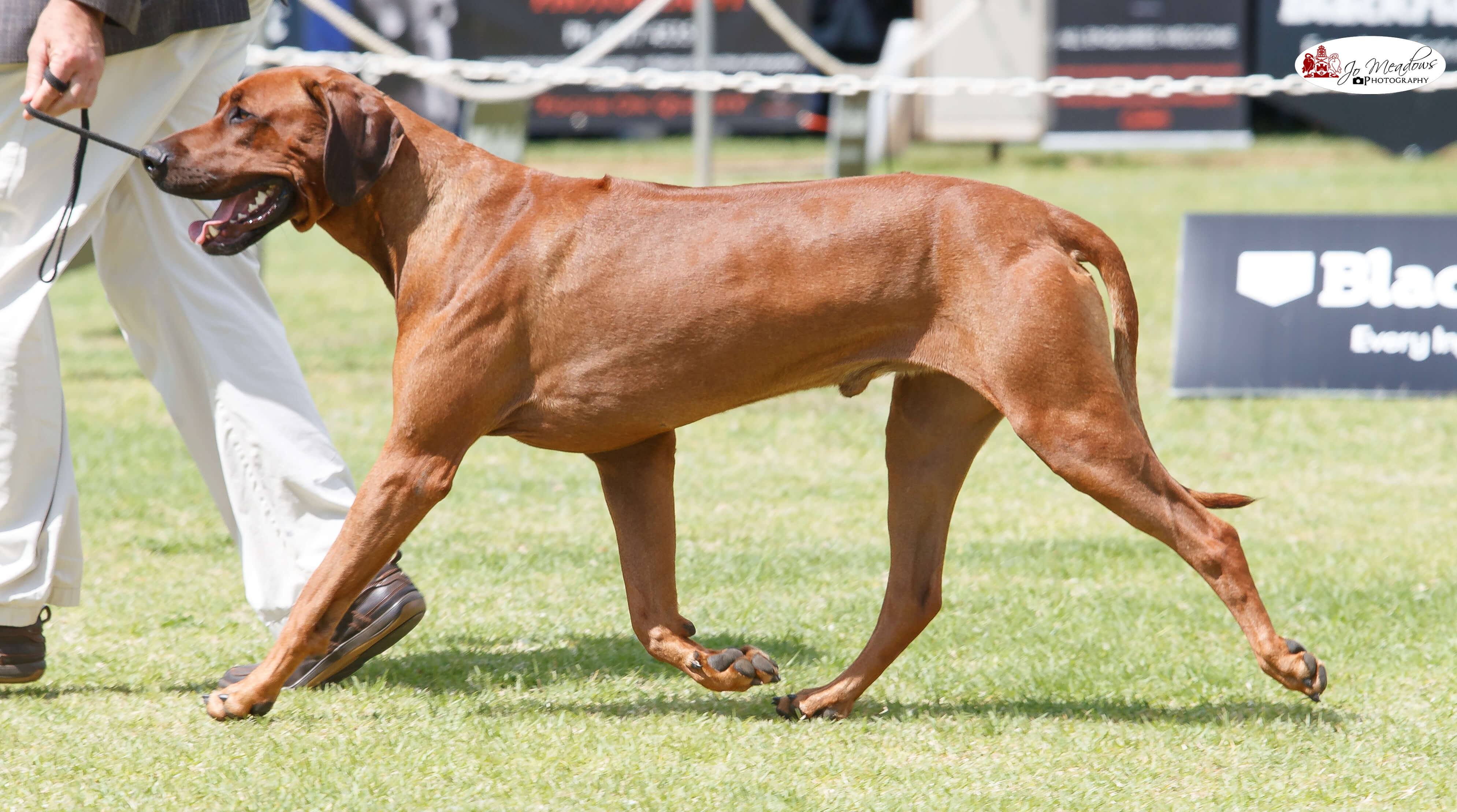 Aust Ch Lionslea Versace On The Floor (AI) Rhodesian Ridgeback - Owned ...