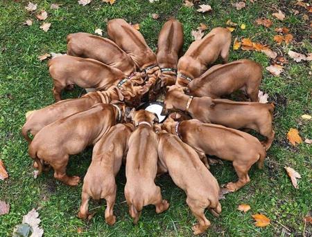 Rhodesian Ridgeback for sale by LIONSLEA
