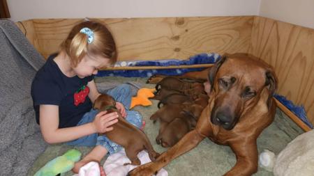 Rhodesian Ridgeback for sale by LIONSLEA