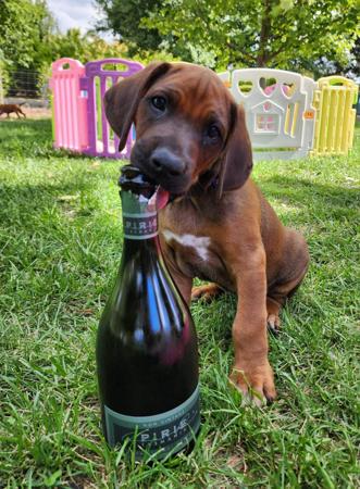 Rhodesian Ridgeback for sale by LIONSLEA