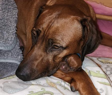 Rhodesian Ridgeback for sale by LIONSLEA