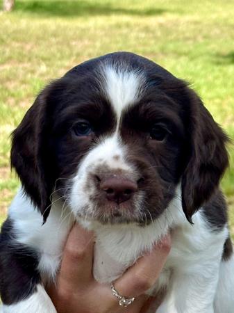 English Springer Spaniel for sale by RITZYOAKS
