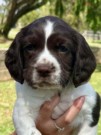 English Springer Spaniel for sale by RITZYOAKS