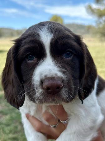 English Springer Spaniel for sale by RITZYOAKS
