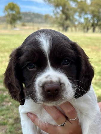 English Springer Spaniel for sale by RITZYOAKS
