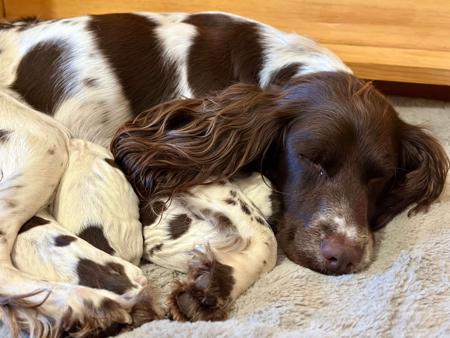 English Springer Spaniel for sale by RITZYOAKS