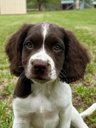 English Springer Spaniel for sale by RITZYOAKS