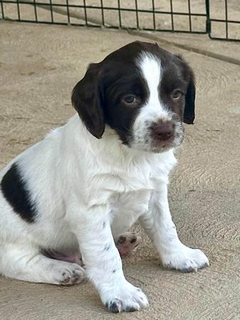 English Springer Spaniel for sale by RITZYOAKS