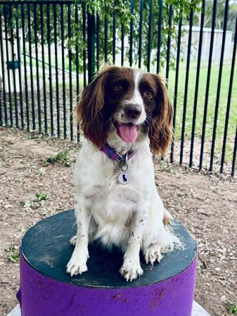 English Springer Spaniel for sale by RITZYOAKS