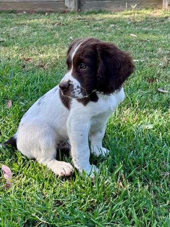 English Springer Spaniel for sale by RITZYOAKS