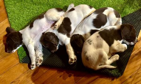 English Springer Spaniel for sale by RITZYOAKS