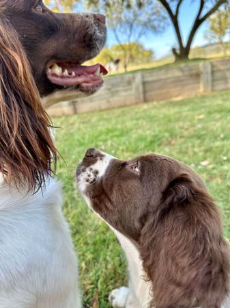 English Springer Spaniel for sale by RITZYOAKS
