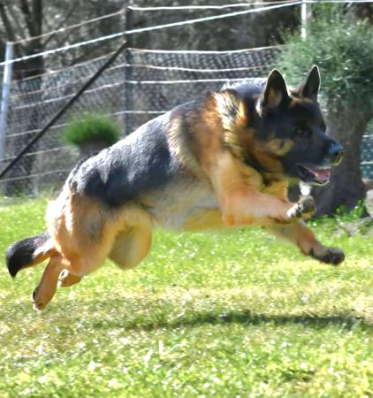 German Shepherd Dog for sale by CHRISTINEMARKDOU