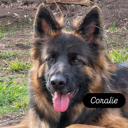 German Shepherd Dog for sale by CHRISTINEMARKDOU