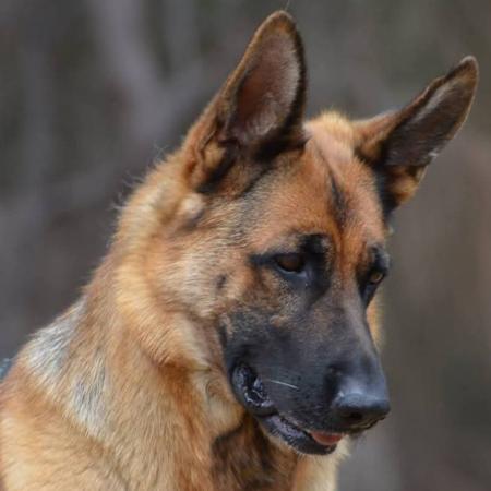 German Shepherd Dog for sale by RONANLINE