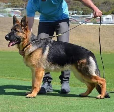 German Shepherd Dog for sale by RONANLINE