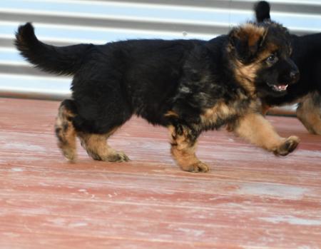 German Shepherd Dog for sale by RONANLINE
