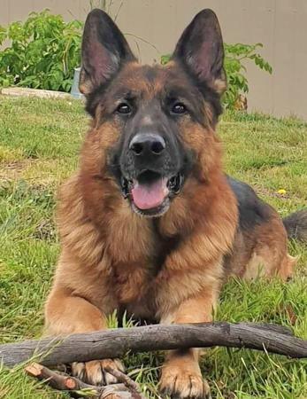 German Shepherd Dog for sale by RONANLINE